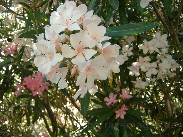 219 flowers.JPG - last impressions of marmaris